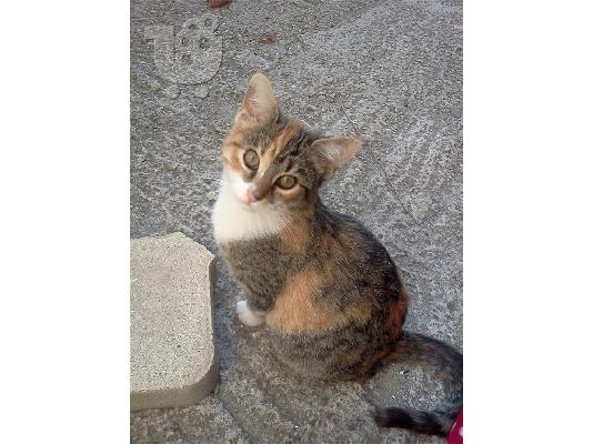 PoulaTo: Χαρίζονται 4 γατάκια (Θεσσαλονίκη)